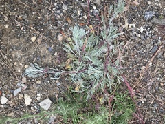Artemisia borealis