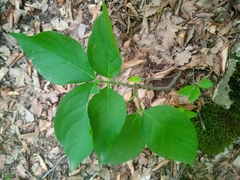 Euonymus latifolius