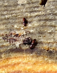 Rhizophagus ferrugineus