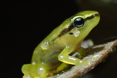 Colostethus ruthveni