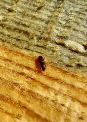 Rhizophagus ferrugineus