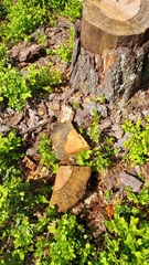 Rhizophagus ferrugineus