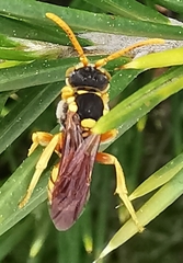 Nomada