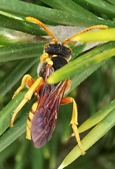 Nomada