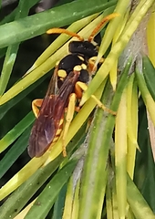 Nomada