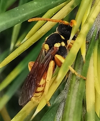 Nomada