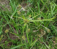 Cyperus luteus