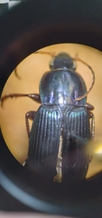 Poecilus lucublandus