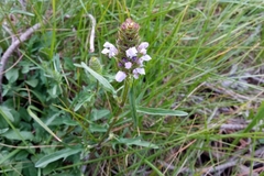 Prunella × intermedia