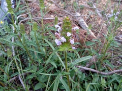 Prunella × intermedia