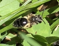 Andrena
