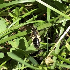 Andrena