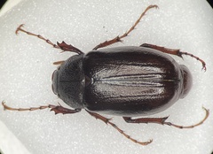 Phyllophaga rugosa