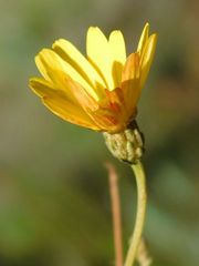 Ursinia punctata