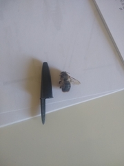 Anthophora plumipes