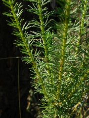 Ursinia punctata