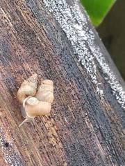 Chondropoma