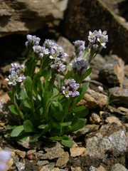 Arabis caerulea
