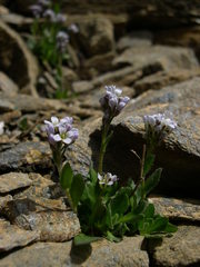 Arabis caerulea