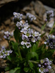 Arabis caerulea