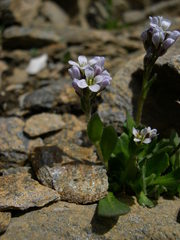 Arabis caerulea