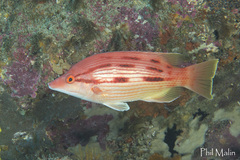 Bodianus unimaculatus