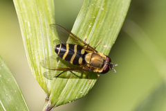 Syrphus phaeostigma