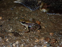 Colostethus ruthveni