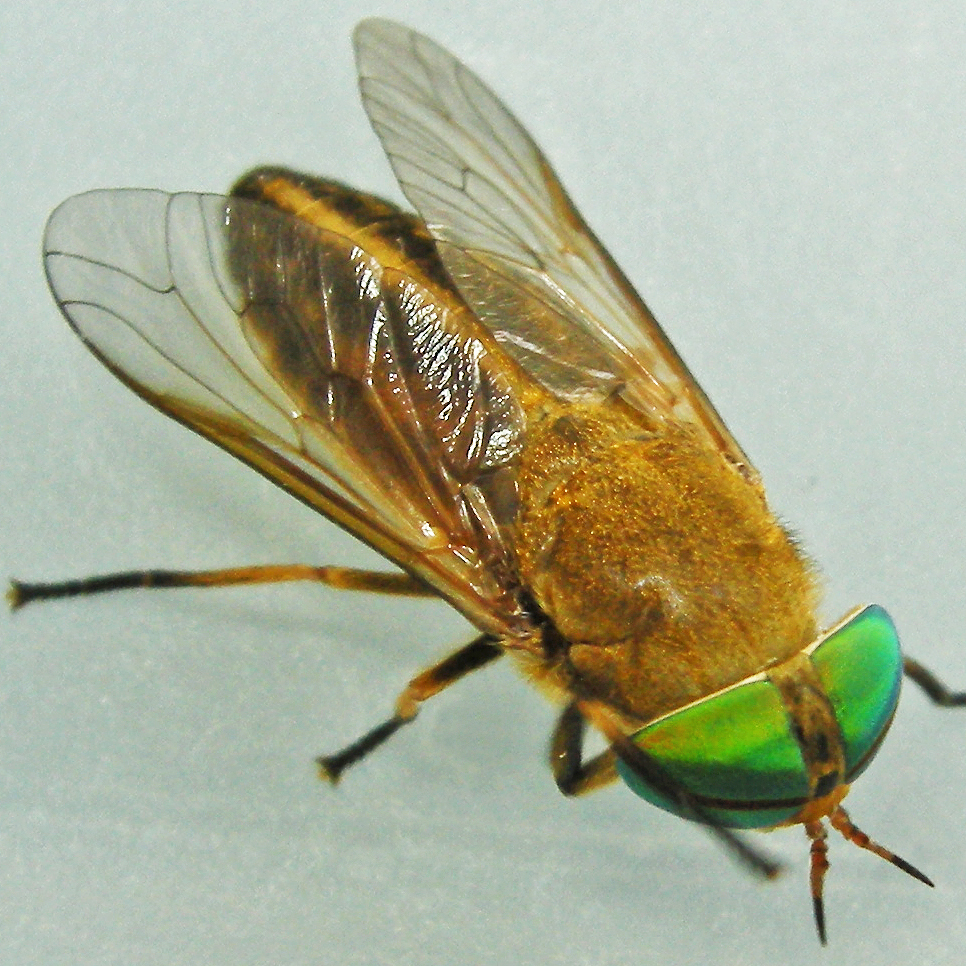 Tabanus quinquevittatus