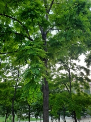 Robinia pseudoacacia