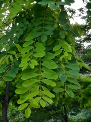 Robinia pseudoacacia