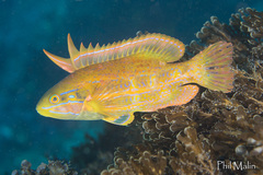 Heteroscarus acroptilus