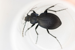 Carabus dufouri