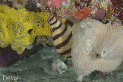 Hypoplectrodes annulatus