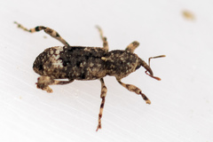 Camptorhinus simplex