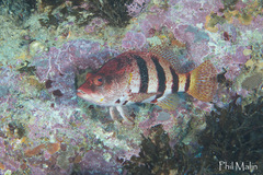 Hypoplectrodes nigroruber