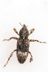 Camptorhinus simplex