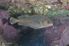 Lotella rhacina