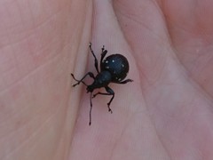 Otiorhynchus gemmatus