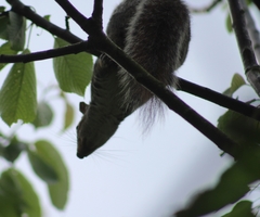 Sciurus carolinensis