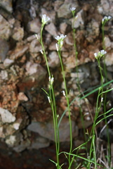 Arabis serpillifolia
