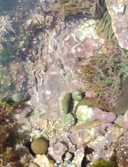 Lithophyllum incrustans