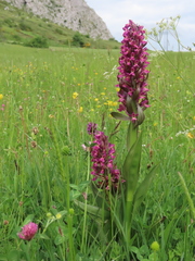 Dactylorhiza guillaumeae