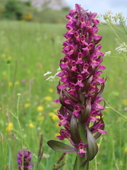 Dactylorhiza guillaumeae