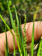 Dichanthelium meridionale