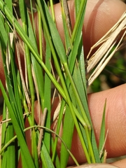 Dichanthelium meridionale