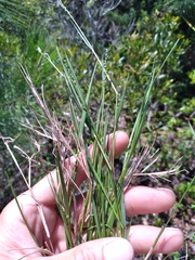 Dichanthelium meridionale