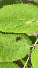 Xylota bicolor