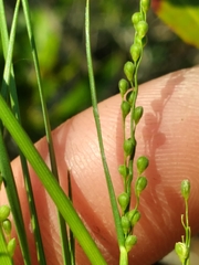 Dichanthelium meridionale
