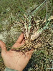Schizachyrium littorale